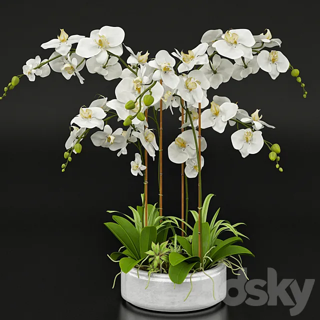 Plants – Flowers – 3D Models Download – 0322