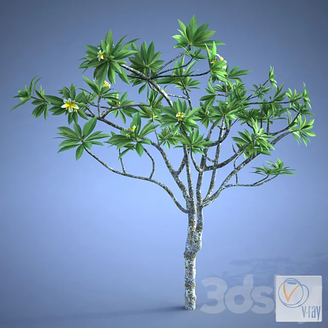Plants – Flowers – 3D Models Download – 0329
