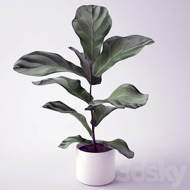 Ficus \/ Seedling of Ficus 3DS Max - thumbnail 3