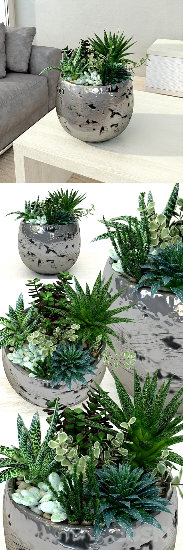 Pots with plants succulents 3DS Max - thumbnail 3