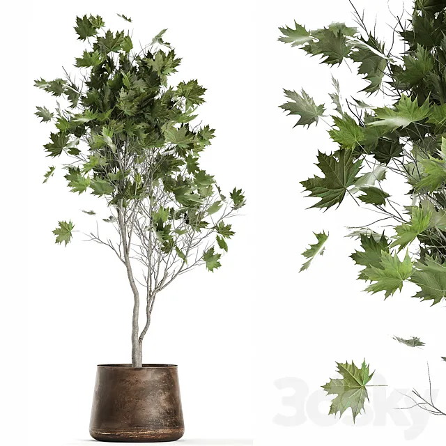 A beautiful little tree in a metal outdoor pot maple sycamore. 1045 3DS Max - thumbnail 3