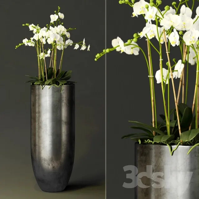 orchid 3DS Max - thumbnail 3