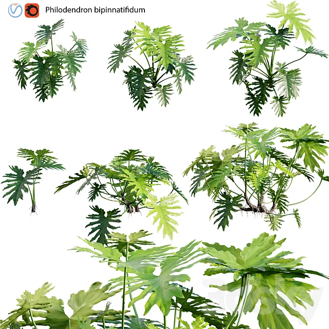 Philodendron bipinnatifidum – Philodendron selloum Split 02 3DS Max - thumbnail 3