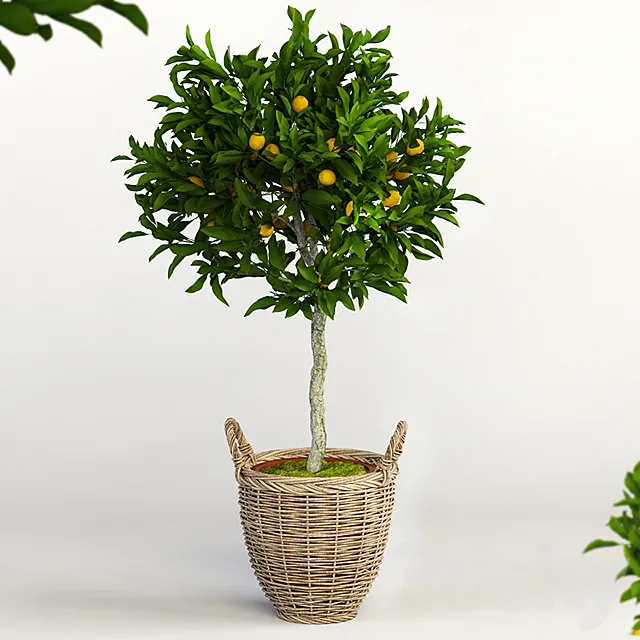 Plants – Flowers – 3D Models Download – 0426