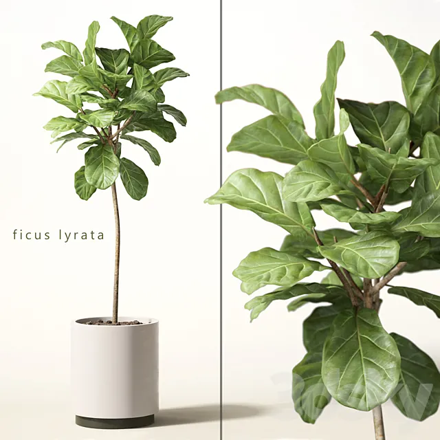Plants – Flowers – 3D Models Download – 0448