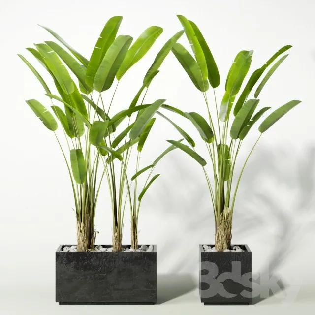 Plants – Flowers – 3D Models Download – 0457