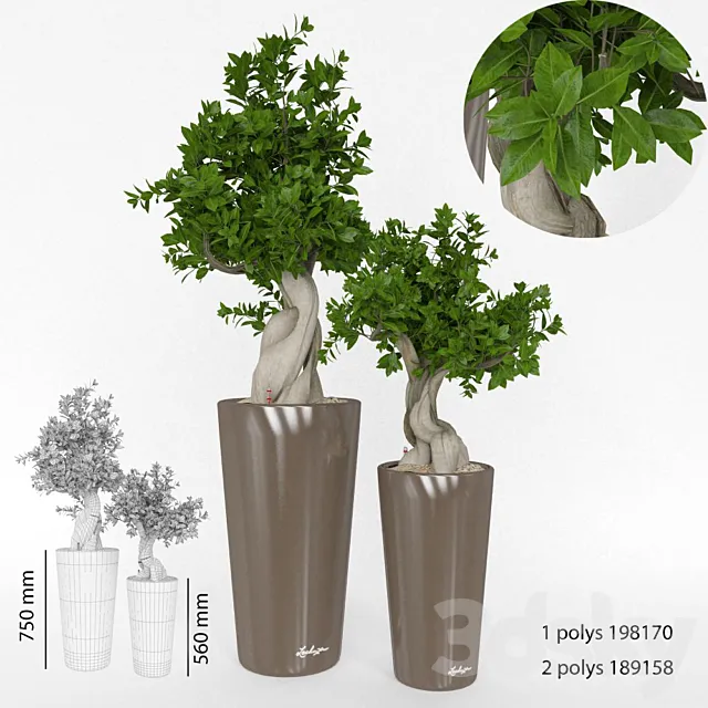 Plants – Flowers – 3D Models Download – 0462