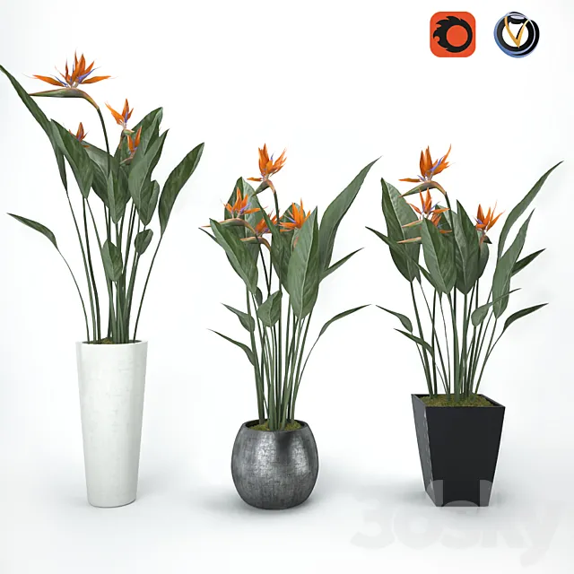 Plants – Flowers – 3D Models Download – 0464