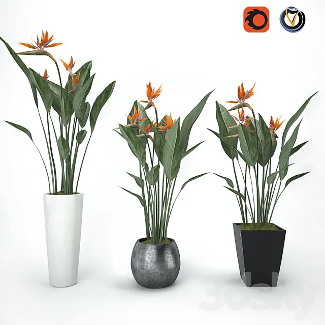 Strelitzia 3DS Max - thumbnail 3