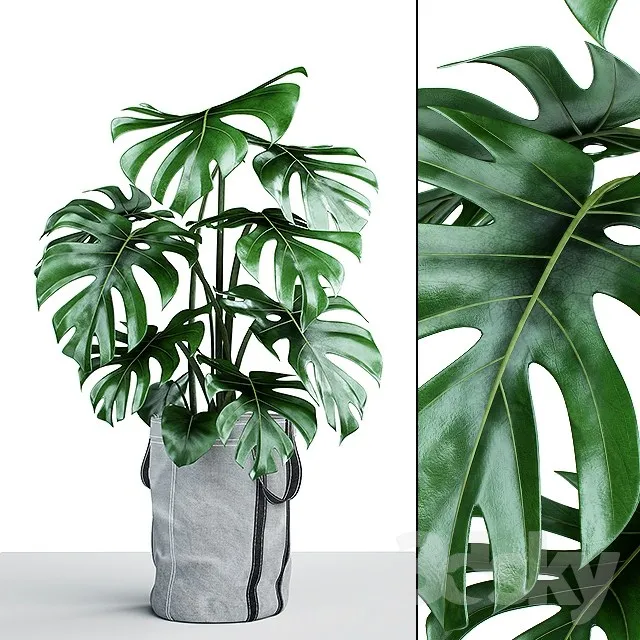 Monstera in tissue pots 3DS Max - thumbnail 3