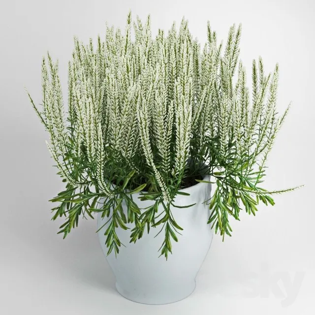 Plants – Flowers – 3D Models Download – 0480