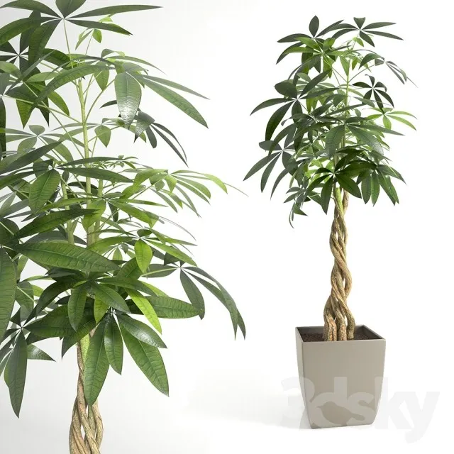 Plants – Flowers – 3D Models Download – 0483