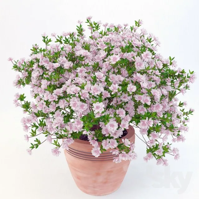 Plants – Flowers – 3D Models Download – 0492
