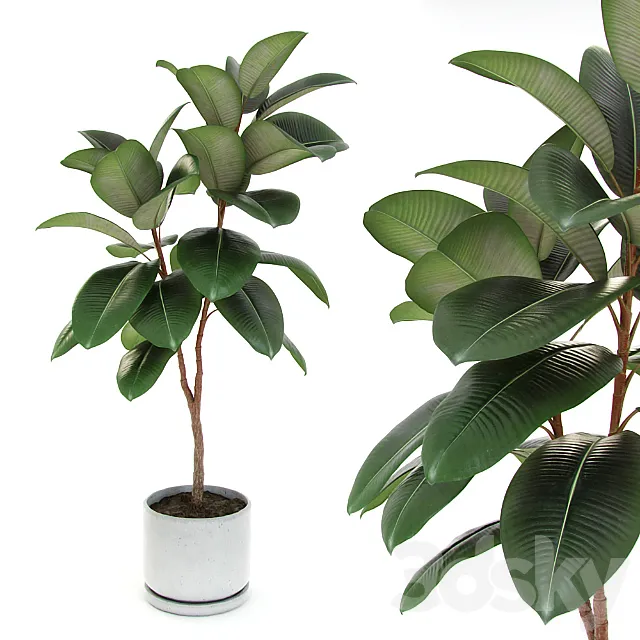 Ficus elastica decora (medium) 3DS Max - thumbnail 3