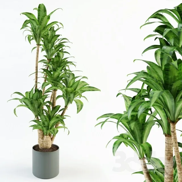 Plants – Flowers – 3D Models Download – 0526