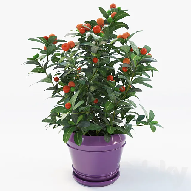 Plants – Flowers – 3D Models Download – 0528