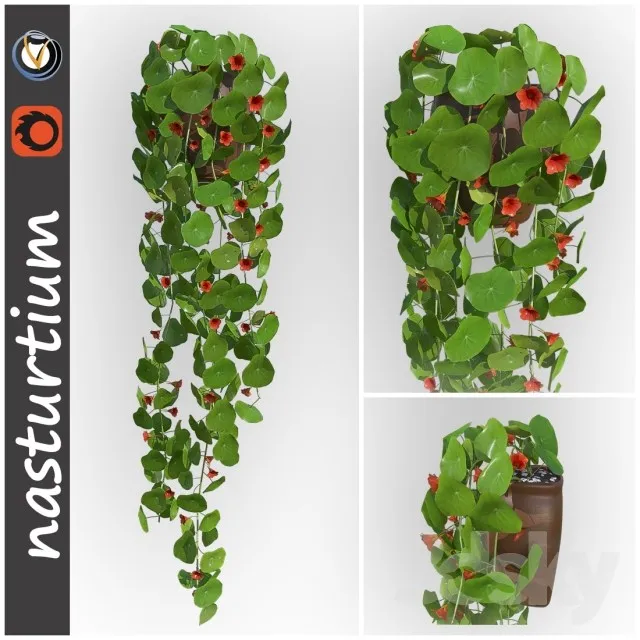 Plants – Flowers – 3D Models Download – 0533