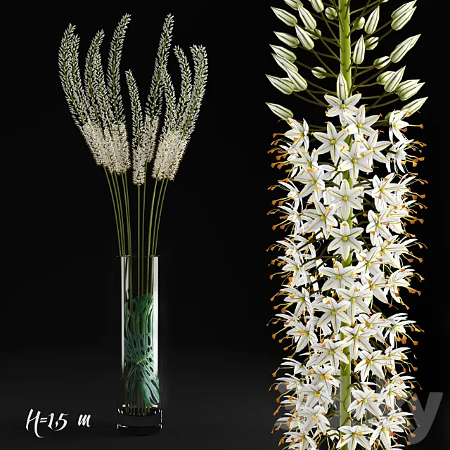 Eremurus \/ Eremurus 3DS Max - thumbnail 3