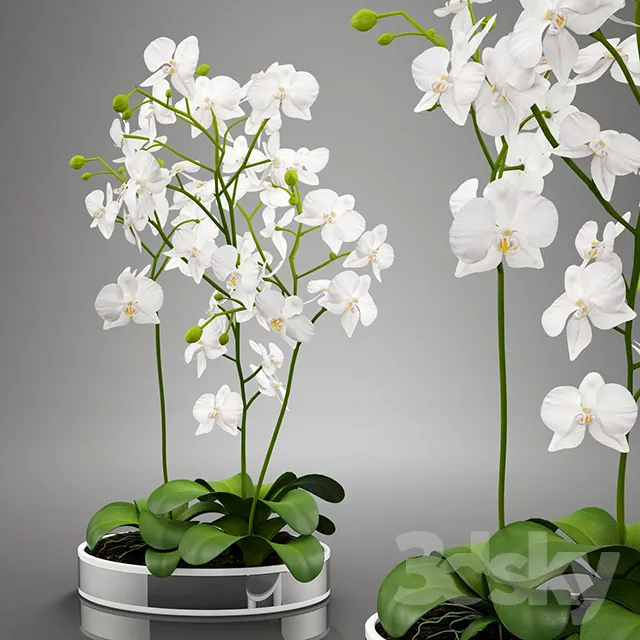 Plants – Flowers – 3D Models Download – 0543
