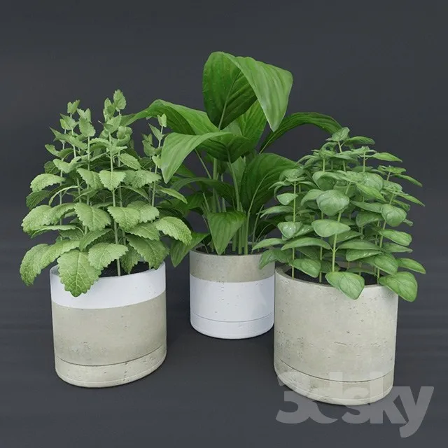 Plants – Flowers – 3D Models Download – 0551