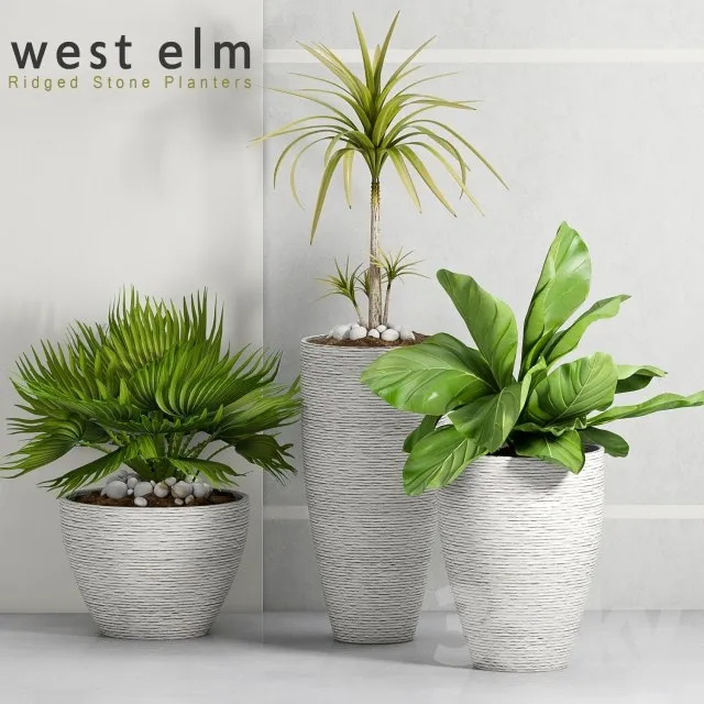 Plants – Flowers – 3D Models Download – 0586