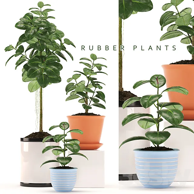 RUBBER PLANTS 47 3DS Max - thumbnail 3