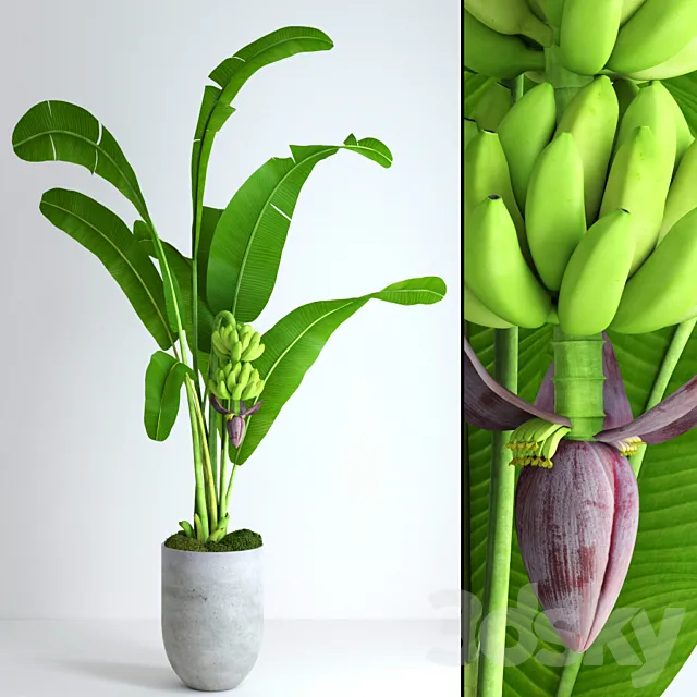 Plants – Flowers – 3D Models Download – 0612