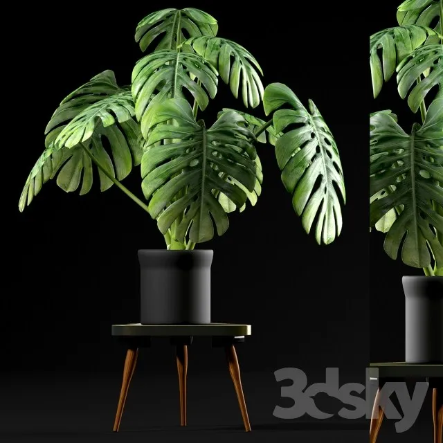 Plants – Flowers – 3D Models Download – 0616