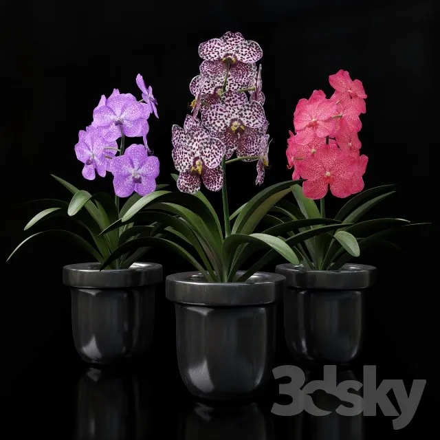 Plants – Flowers – 3D Models Download – 0617