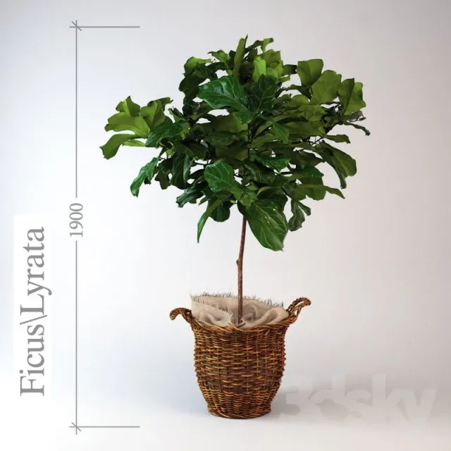 Ficus \\ lyrate 3DS Max - thumbnail 3