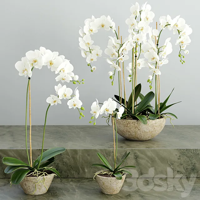 Plants – Flowers – 3D Models Download – 0635