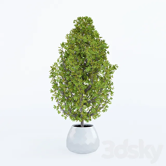 Decorative home plant in a pot 3DS Max - thumbnail 3