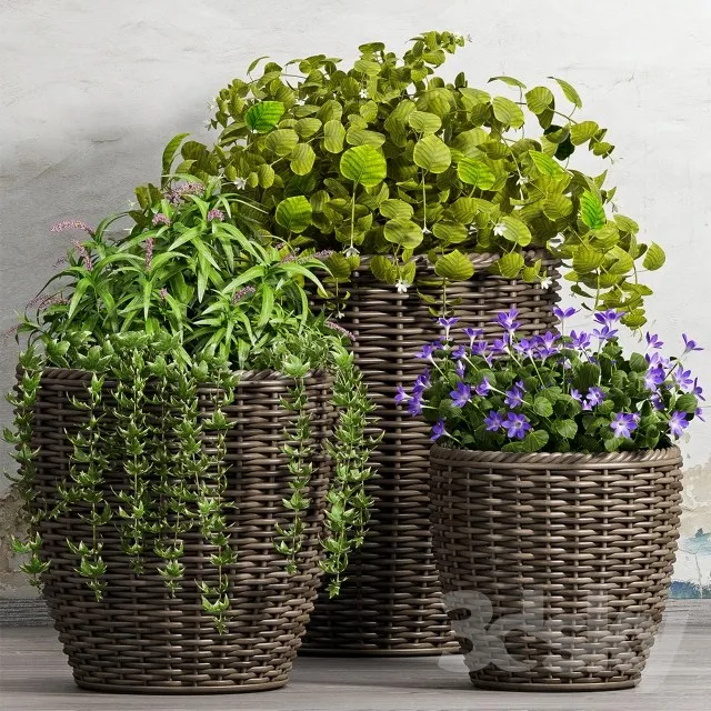 Plants – Flowers – 3D Models Download – 0699