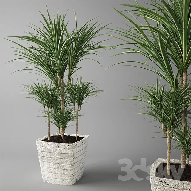 Plants – Flowers – 3D Models Download – 0700