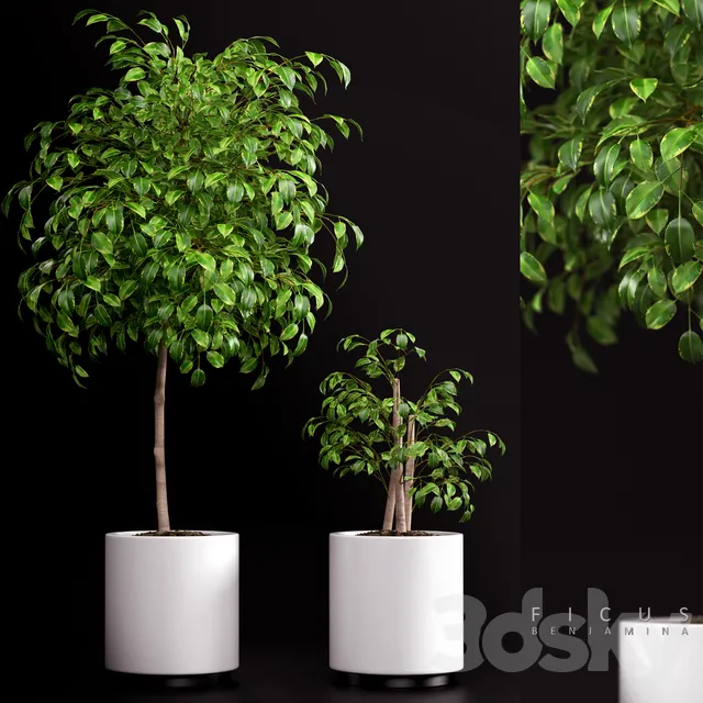 Plants – Flowers – 3D Models Download – 0704