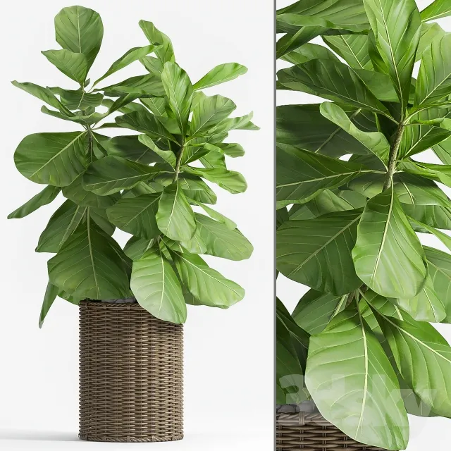 Plants – Flowers – 3D Models Download – 0707