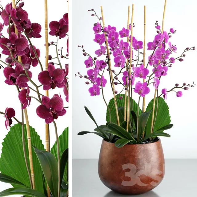Plants – Flowers – 3D Models Download – 0722