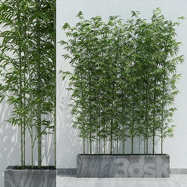 Bamboo 2 3DS Max - thumbnail 3