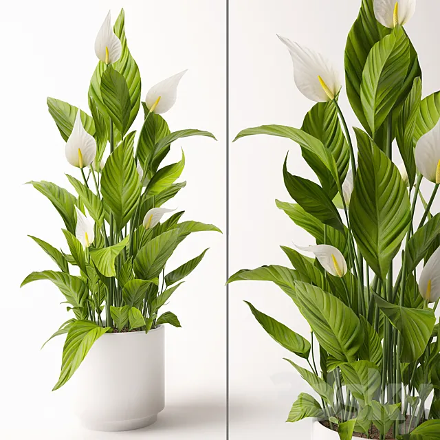 Plants – Flowers – 3D Models Download – 0748
