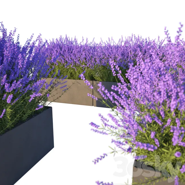 Lavender in Cubes 3DS Max - thumbnail 3