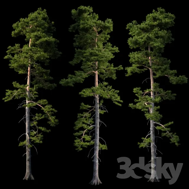 European pine 3DS Max - thumbnail 3