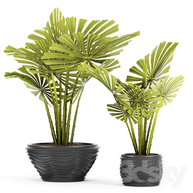 licuala spinosa ornamental palm tree likuala pot flower 3DS Max - thumbnail 3