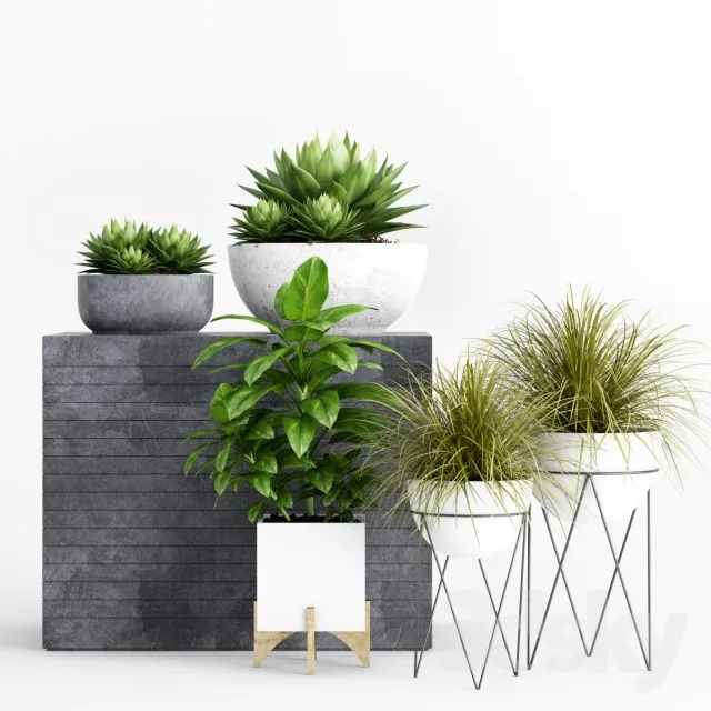 Plants and Planters _1 3DS Max - thumbnail 3