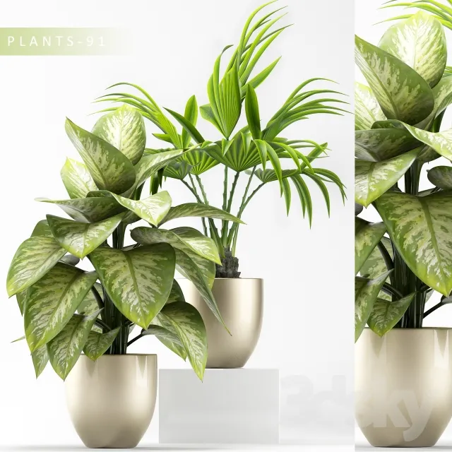 Plants – Flowers – 3D Models Download – 0834