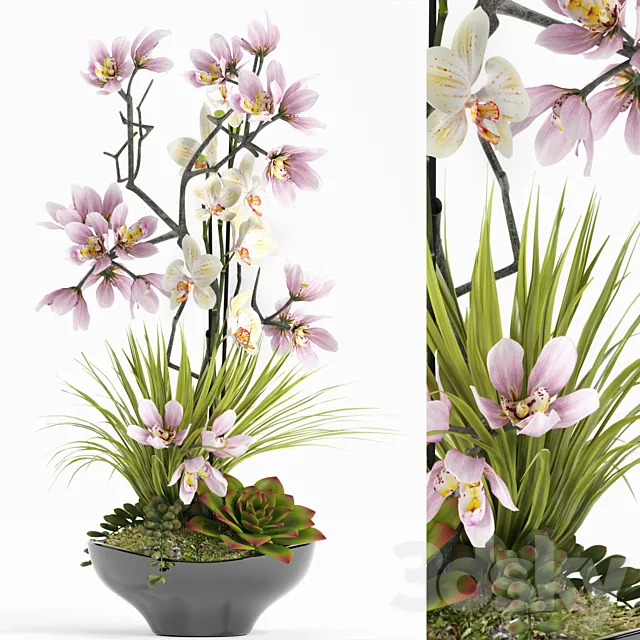Plants – Flowers – 3D Models Download – 0842