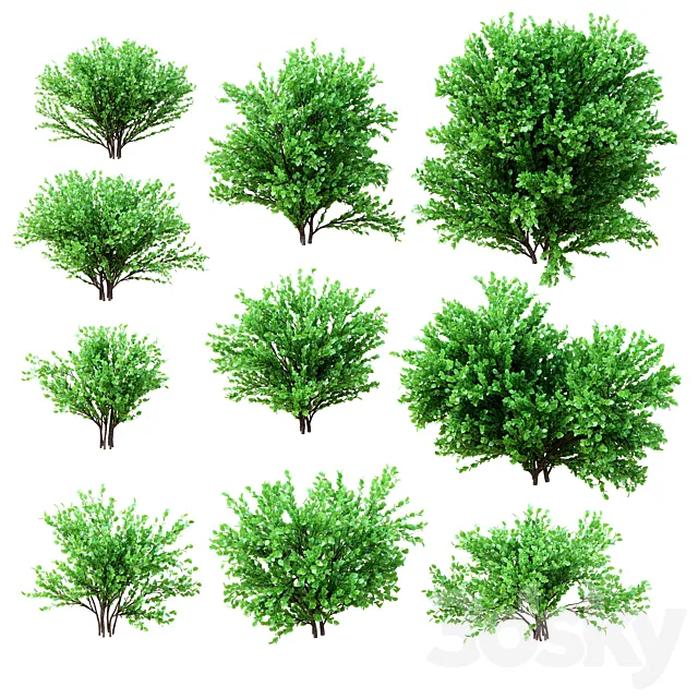 Plants – Flowers – 3D Models Download – A Set of Bushes. 10 Models Collection