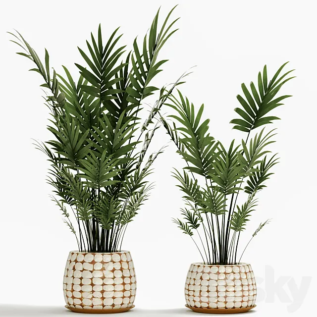 Plants – Flowers – 3D Models Download – ACollectionofPalmsinPots4