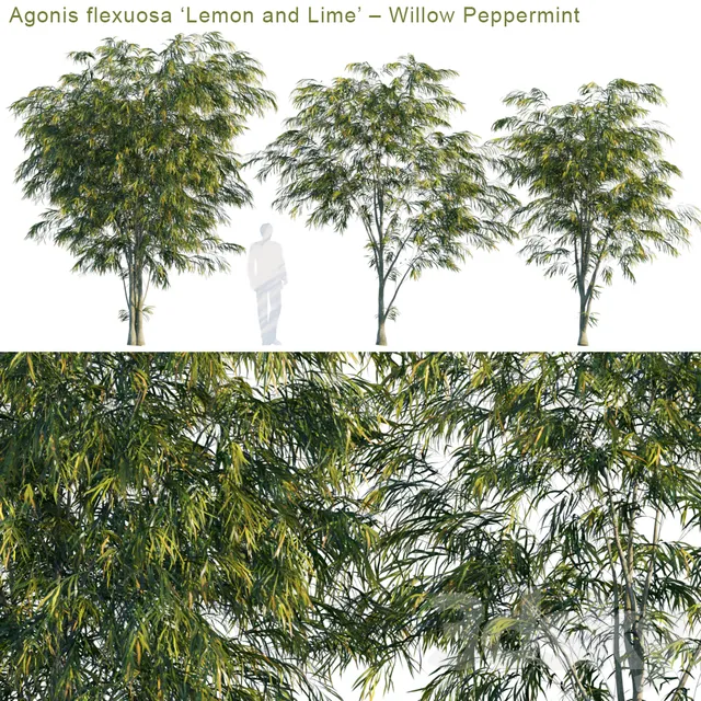 Plants – Flowers – 3D Models Download – Agonis flexuosa Lemon and Lime (max; fbx)