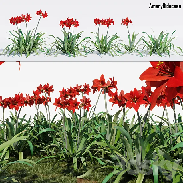 Plants – Flowers – 3D Models Download – Amaryllidaceae