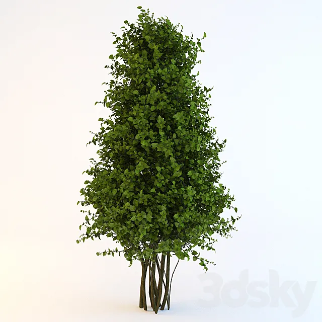 Plants – Flowers – 3D Models Download – amb.Bush Cone